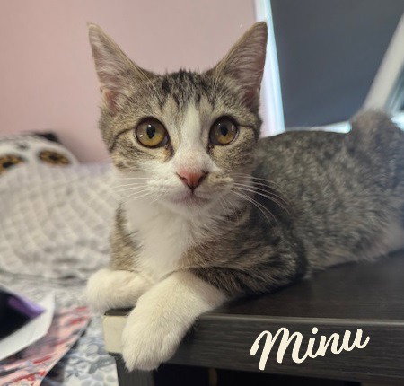 MINU #BONDED--TO-KIMCHI - Tabby / Domestic Short Hair available for adoption