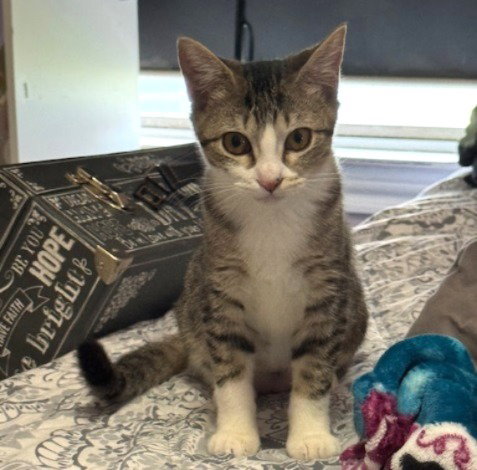 MINU #BONDED--TO-KIMCHI - Tabby / Domestic Short Hair available for adoption