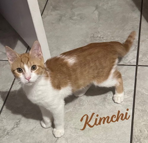 KIMCHI #BONDED-TO-MINU - Tabby / Domestic Short Hair available for adoption