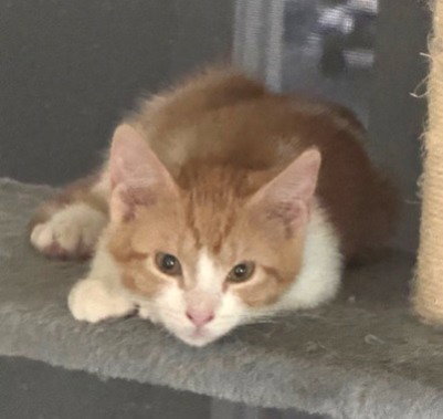 KIMCHI #BONDED-TO-MINU - Tabby / Domestic Short Hair available for adoption
