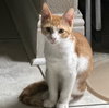 Kimchi #bonded-to-Minu - Photo 3