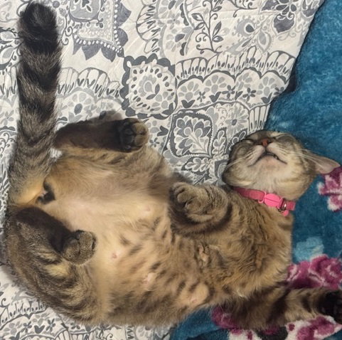 LILY #SEEKS-OUT-AFFECTION - Tabby / Domestic Short Hair available for adoption