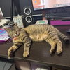 Lily #seeks-out-affection - Photo 4
