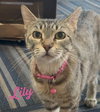 Lily #seeks-out-affection - Photo 1