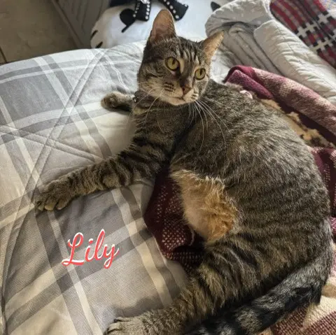 Lily More-Hug - Tabby