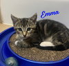 Emma #tabby-trio - Photo 1