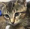 Emma #tabby-trio - Photo 2