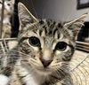Emma #tabby-trio - Photo 3
