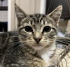 Emma #tabby-trio - Photo 4