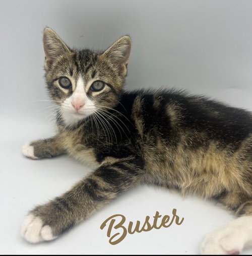 BUSTER #TABBY-TRIO - Tabby / Domestic Short Hair available for adoption