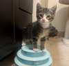 Buster #tabby-trio - Photo 2
