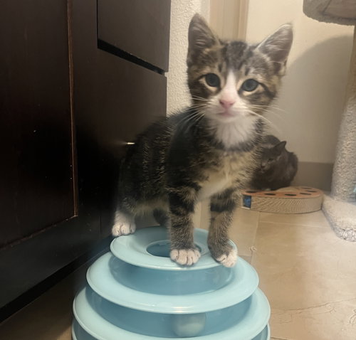BUSTER #TABBY-TRIO - Tabby / Domestic Short Hair available for adoption