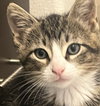 Buster #tabby-trio - Photo 3