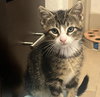 Buster #tabby-trio - Photo 4