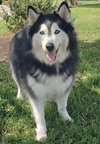 Charles #husky-poster-dog - Photo 5