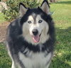 Charles #husky-poster-dog - Photo 3