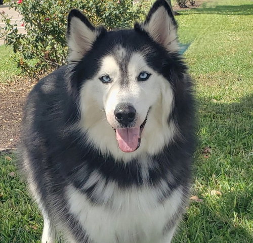 Charles #husky-poster-dog photo 3