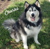Charles #husky-poster-dog - Photo 1