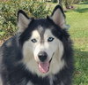 Charles #husky-poster-dog - Photo 4