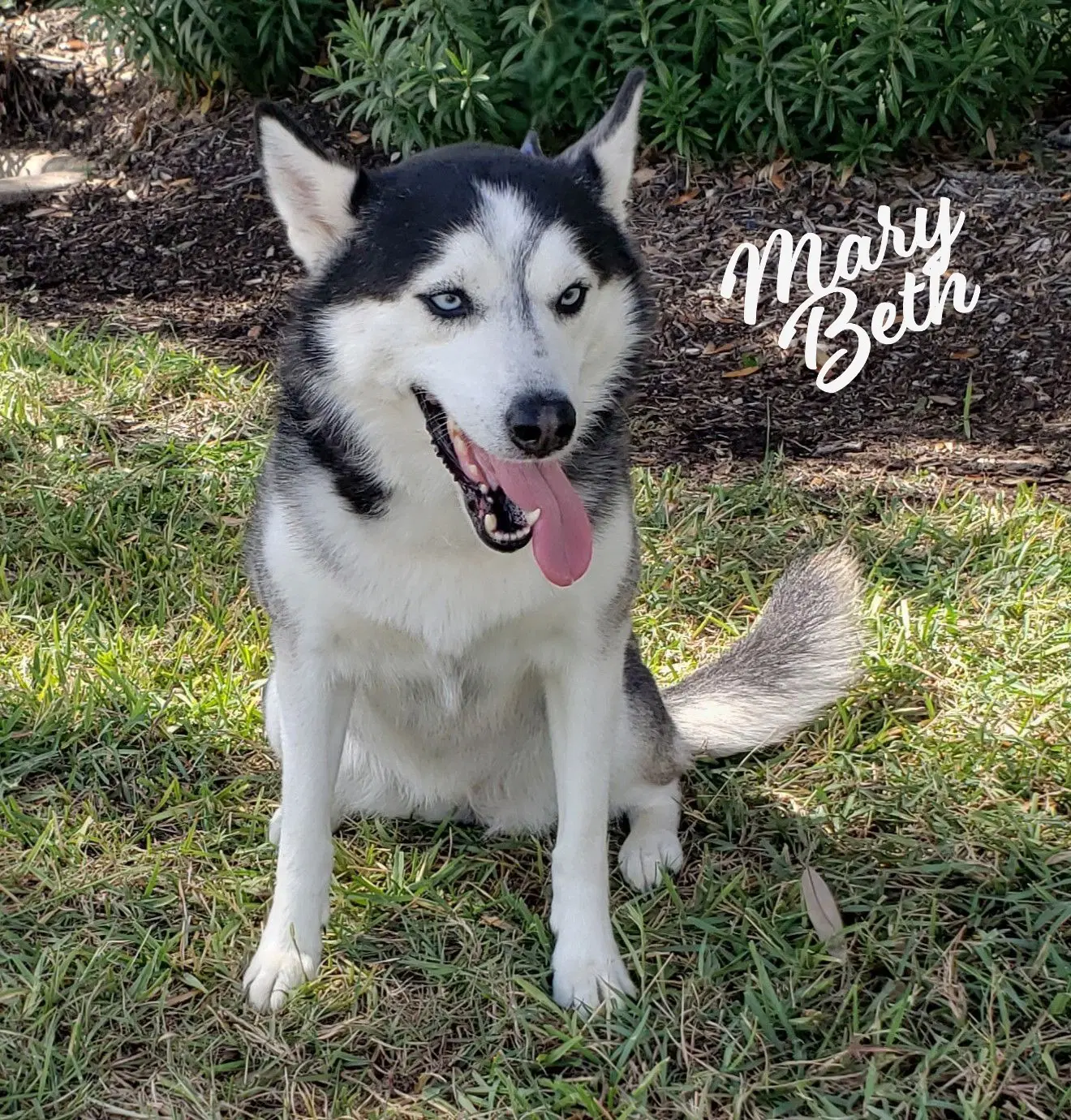 Mary Beth Ms-Congeniality - Siberian Husky