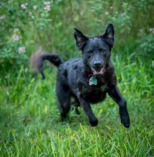 Photo of Macy #lap-dog-wanna-be