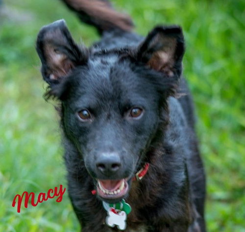 Photo of Macy #lap-dog-wanna-be