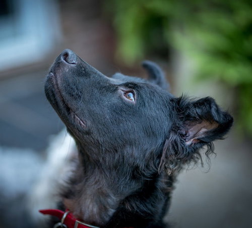 Photo of Macy #lap-dog-wanna-be