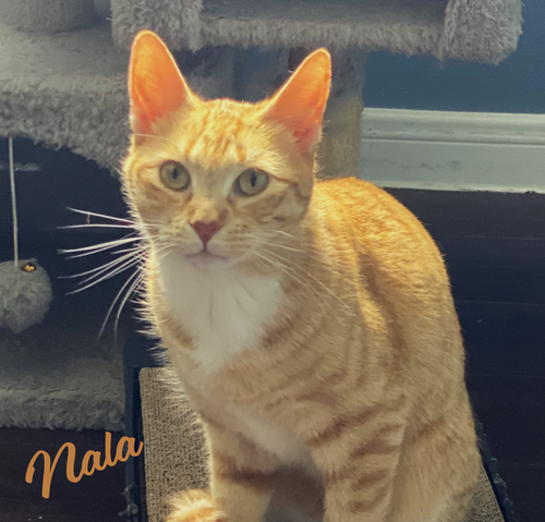 NALA #SWEETEST-PEOPLE-CAT - Tabby / Domestic Short Hair available for adoption