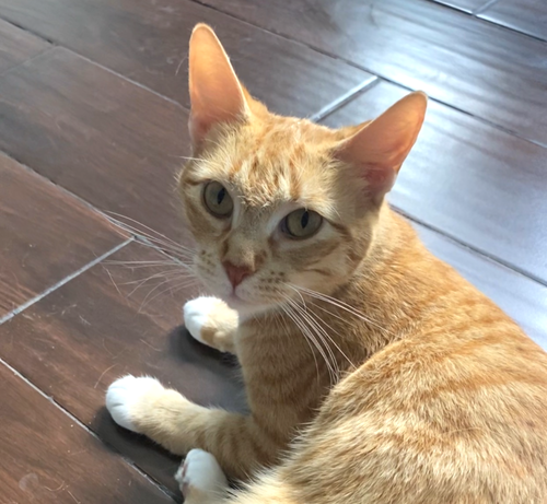 NALA #SWEETEST-PEOPLE-CAT - Tabby / Domestic Short Hair available for adoption