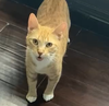 Nala #sweetest-people-cat - Photo 3