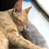 Nala #sweetest-people-cat - Photo 4