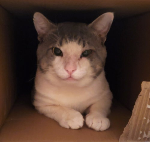 HENRY #RAGS-TO-RICHES - Tabby / Domestic Short Hair available for adoption