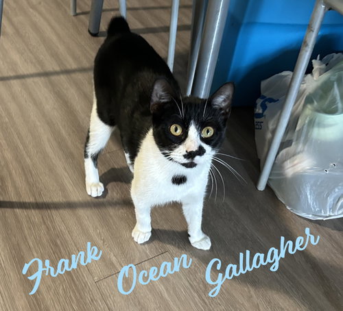 picture of the cat needing adoption