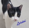 Lorelai #ms-curious - Photo 1