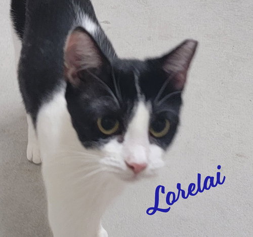 LORELAI #MS-CURIOUS - Tuxedo / Domestic Short Hair available for adoption