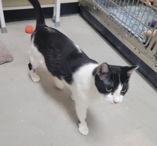 LORELAI #MS-CURIOUS - Tuxedo / Domestic Short Hair available for adoption