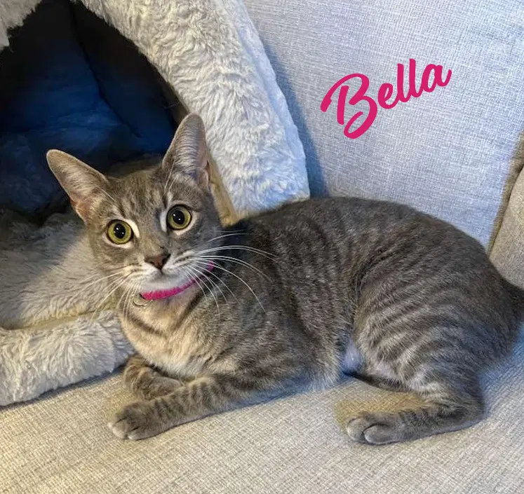Bella Cuddle-Pillow - Tabby