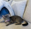 Bella #cuddle-pillow - Photo 3