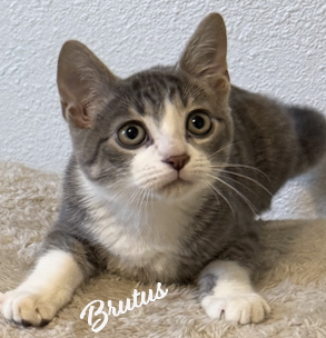 BRUTUS #BONDED-TO-MISSY-ELLIOTT - Tabby / Domestic Short Hair available for adoption