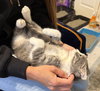 Brutus #bonded-to-Missy-Elliott - Photo 2
