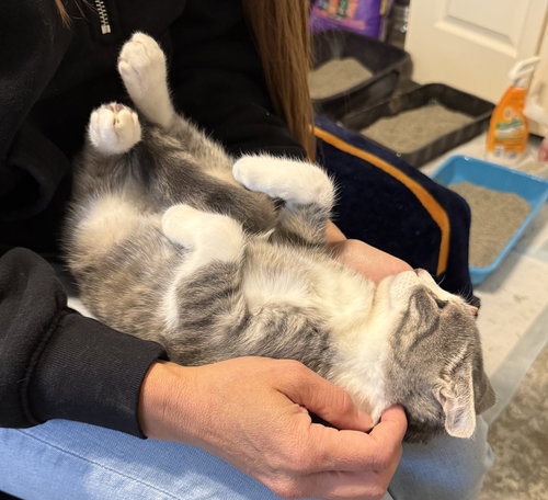 BRUTUS #BONDED-TO-MISSY-ELLIOTT - Tabby / Domestic Short Hair available for adoption