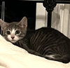 Brutus #bonded-to-Missy-Elliott - Photo 3