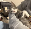 Brutus #bonded-to-Missy-Elliott - Photo 4