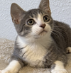 Brutus #bonded-to-Missy-Elliott - Photo 5