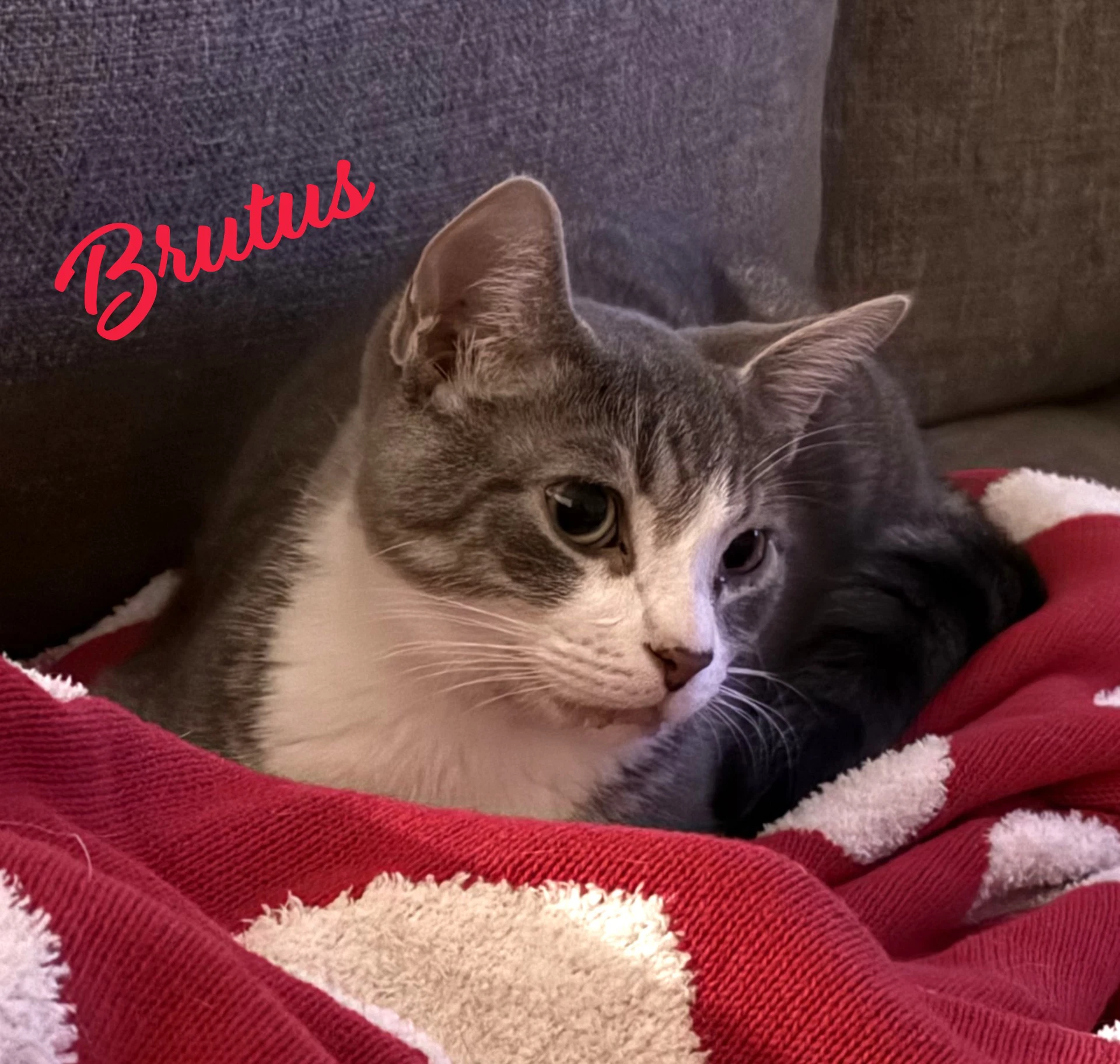 Brutus Looking-Love