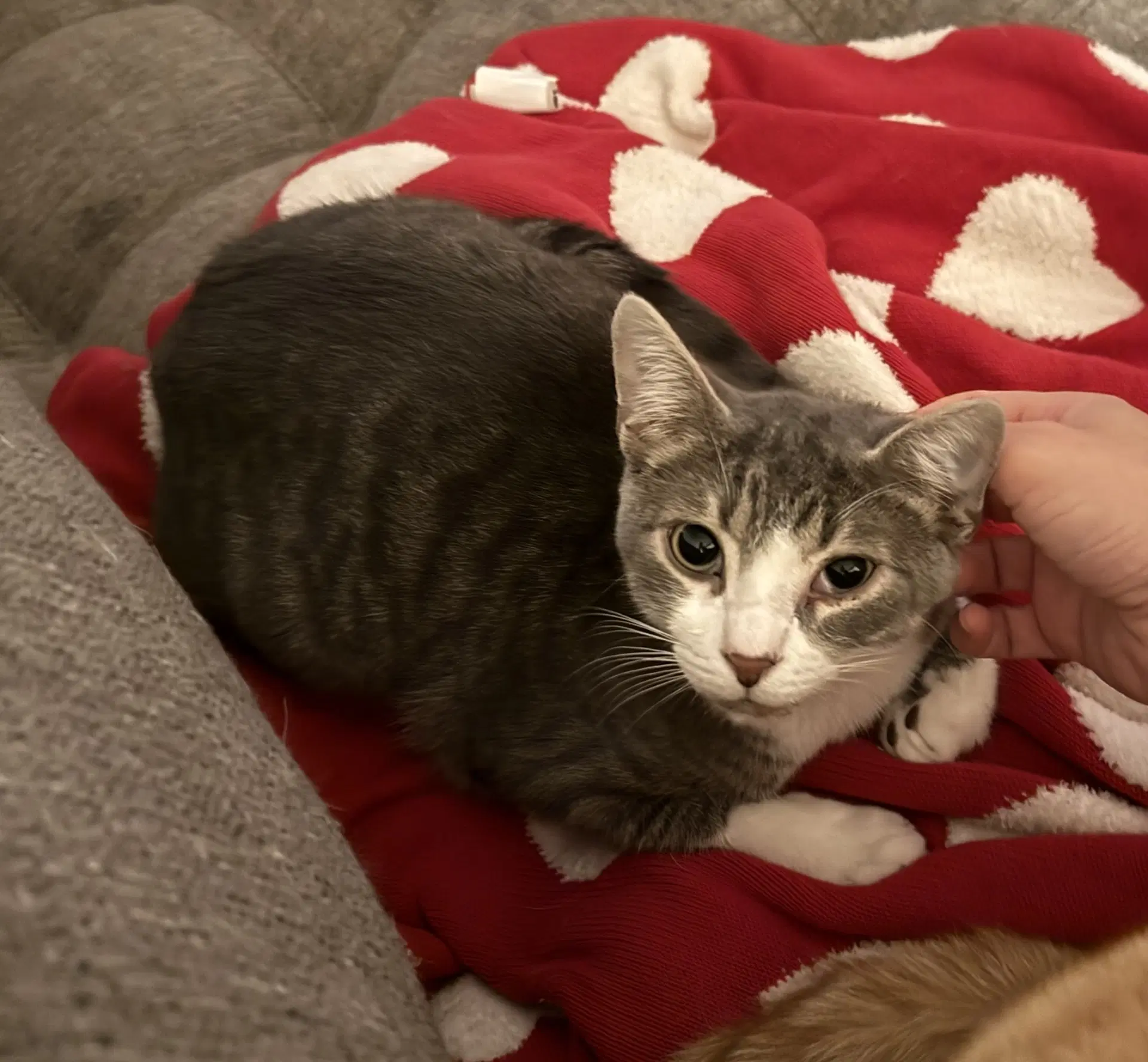 Brutus Looking-Love image 2