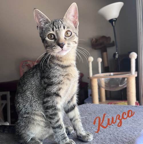 KUZCO #WARRIOR-WAIF - Tabby / Domestic Short Hair available for adoption
