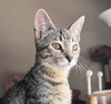 Kuzco #warrior-waif - Photo 4