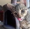 Kuzco #warrior-waif - Photo 5