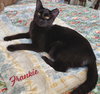 Frankie #bonded-to-Sweet-Peach - Photo 1